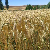 فروش بذر هیبرید آمریکایی