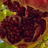 تور جشن شکرانه انار