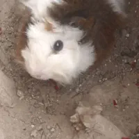 خوکچه هندی نر