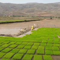 تولید سینی نشاء برنج مدل PS730 قالب باکس فروش عمده