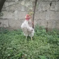 خروس ویاندوت اورنج