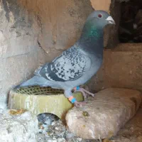 المانی ذات درست