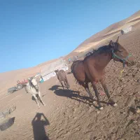 مادیان بی قرار|اسب و تجهیزات اسب‌سواری|کنگاور, |دیوار