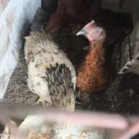 مرغ محلی تخمگذار و خروس محلی|حیوانات مزرعه|وحیدیه, |دیوار