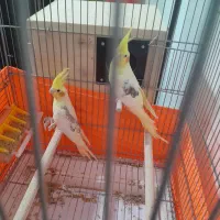 عروس هلندی|پرنده|محمدشهر, کوی بهار|دیوار