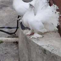 کبوتر دم چتری