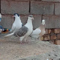 8عدد کبوتر سرحال