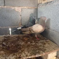 کبوتر شازده پرشی