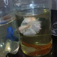 ماهی فایتر مولد و بزرگ و کارداده