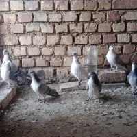 کبوتر دمگیر بن ..