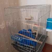 قفس ۱۰۳۲ زیر قیمت