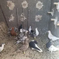کبوتر|پرنده|گرمه, |دیوار