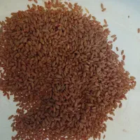 بذر گندم اصلاح شده ریجاب با سم ضدقارچ|عمدهفروشی|چرداول, |دیوار