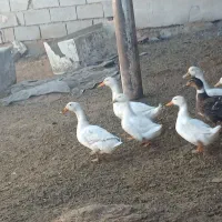 فروش اردک محلی