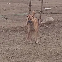 سگ گله|سگ|ورزقان, |دیوار