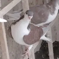 کبوتر ساده ودورگ
