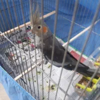 عروس هلندی نر دستی