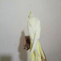 جوجه عروس هلندی