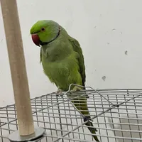 طوطی ملنگو|پرنده|مبارکه, |دیوار