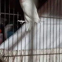 کوتوله مولد|پرنده|قم, کلهری|دیوار