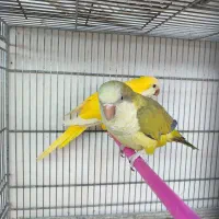 طوطی راهب زرد و ابی مولد کواکر|پرنده|اردبیل, |دیوار