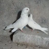 شهرستانی.پرشی