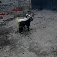 دو تا بز غاله پنج میلون هشست|حیوانات مزرعه|مشگین شهر, |دیوار