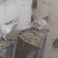 کبوتر جوجه وبزرگ از ۳۰۰به بالا