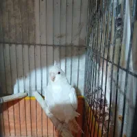 عروس هلندی|پرنده|اشتهارد, |دیوار