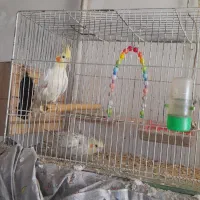 یک جفت عروس هلندی نروماده مولد