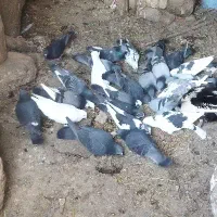 کبوتر 46 عدد