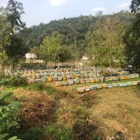 کارگر جهت کار در زنبورستان