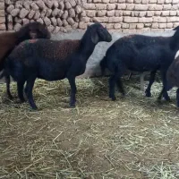 میش جوان کاور دو دندان و چهار دندون آبستن|حیوانات مزرعه|زاوه, |دیوار