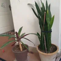 گل موسی در گهواره|گل و گیاه طبیعی|قم, شهرک مهدیه|دیوار