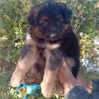 روتوایلر و کنکورسو نر ماده گارد و نگهبان