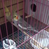 عروس هلندی مولد