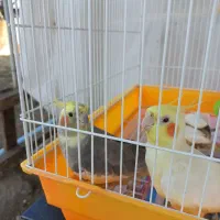 دو جفت عروس هلندی آماده جوجه کشی|پرنده|رشت, گلسار|دیوار