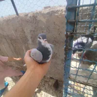 دمگیر بدرنگ سینه پاک