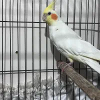 عروس هلندی