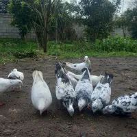 کفتر یا کبوتر