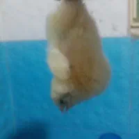 جوجه مرغ  گوشتی واکسن خورده ۳روزه