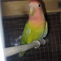 کوتوله ماده رزیکو