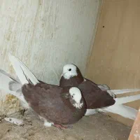 کفتر پرشی پرش سنگین به تظمین|پرنده|آبدانان, |دیوار