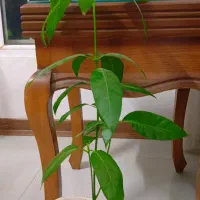 نهال انبه