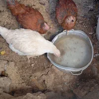 مرغ تخمگذار