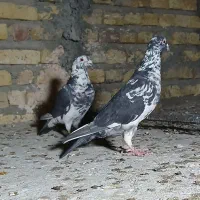 طوقی رنگی، سرور، ریش|پرنده|یزد, |دیوار