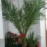 نخل خرما و گل درختی طبیعی|گل و گیاه طبیعی|ثمرین, |دیوار