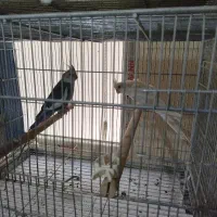 عروس هلندی آلبینو مولد