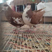 کبوتر شهری ،وبهبهونی فروش یا معاوضه با سهره وطوطی|پرنده|شیراز, بید زرد|دیوار