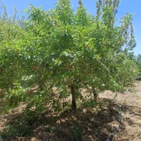 زمین باغی